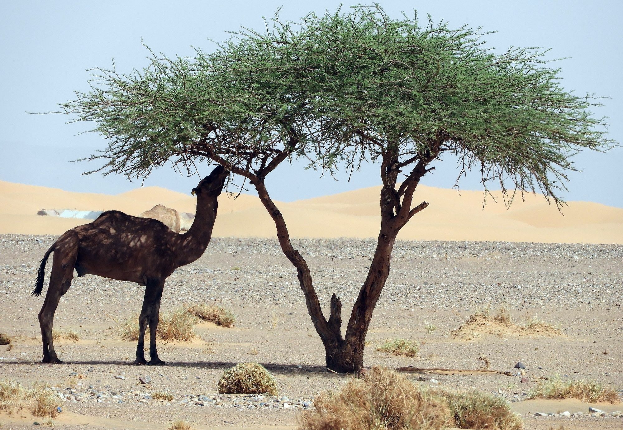 Отель Luxury Sahara Dream Camp Мерзуга Экстерьер фото